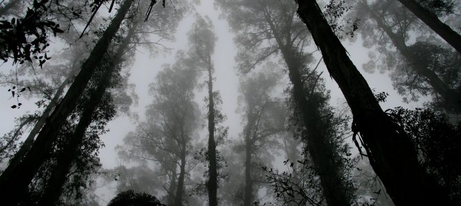 旧暦七月「鬼月」の始まりです 旧暦七月「鬼月」の始まりです